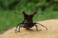 /album/priroda/lucanus-cervus-03-jpg/